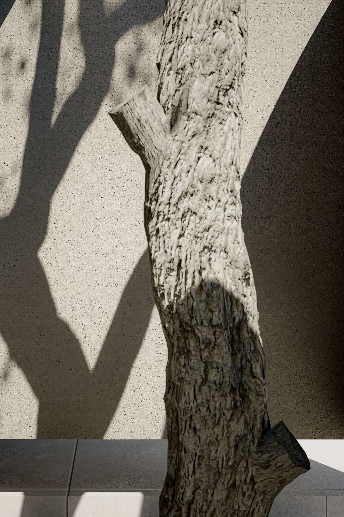 Close view of the courtyard tree trunk against the plastered wall, its bark catching low sunlight.