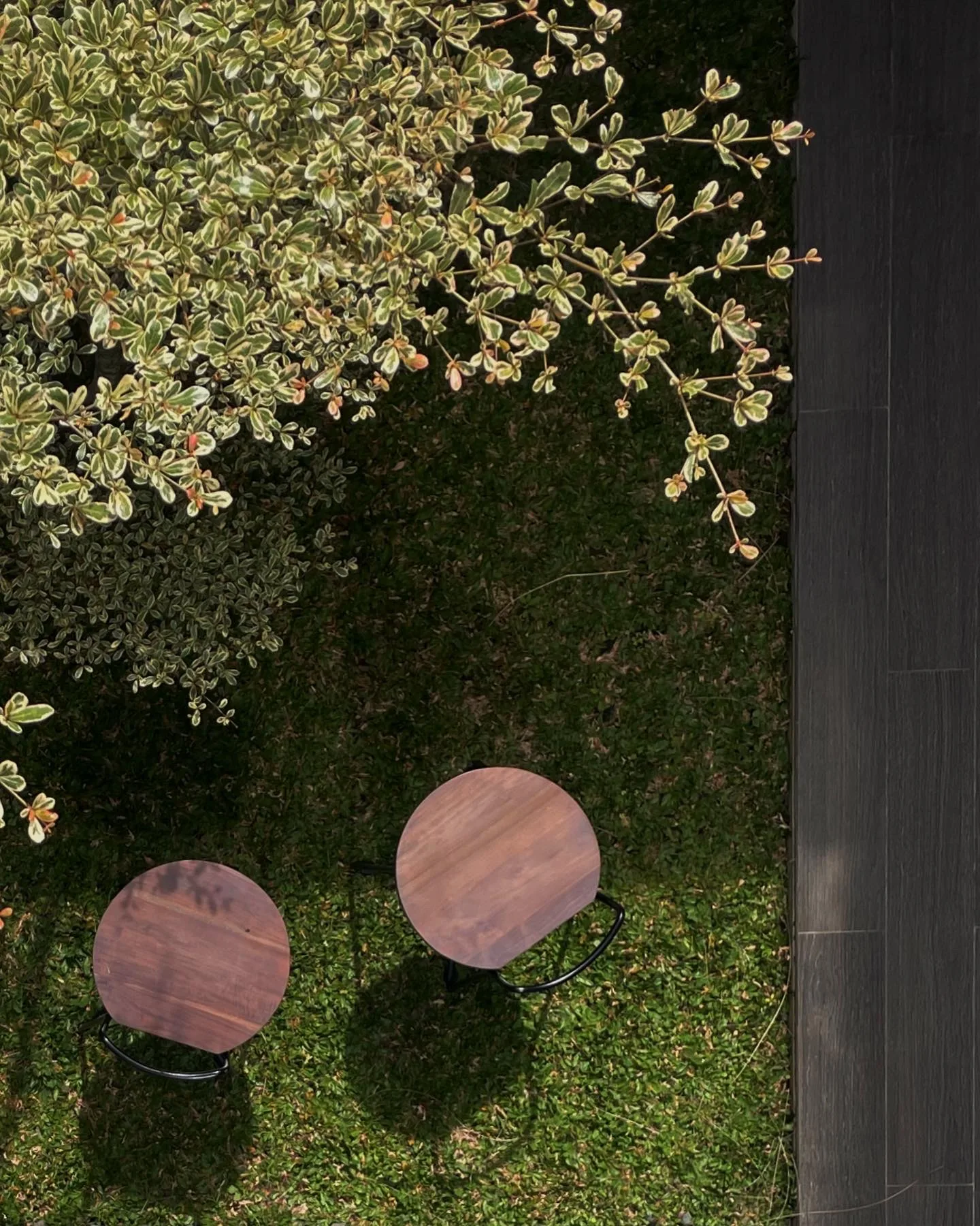 Two round wood stools on the lawn beneath a variegated shrub, beside a dark tiled walkway.