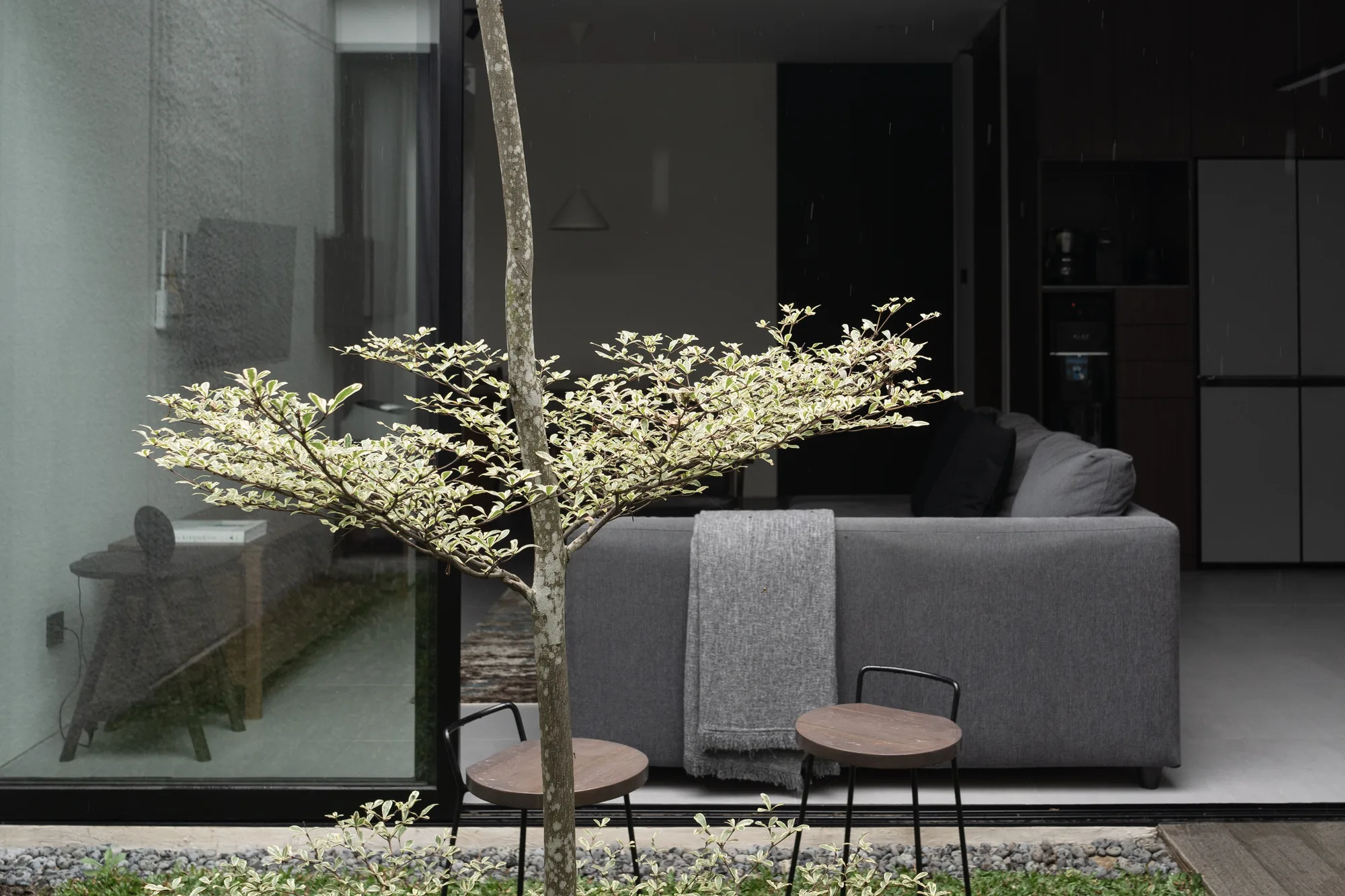 A variegated tree at the inner court, rain on the glass, the darkened living room visible beyond.
