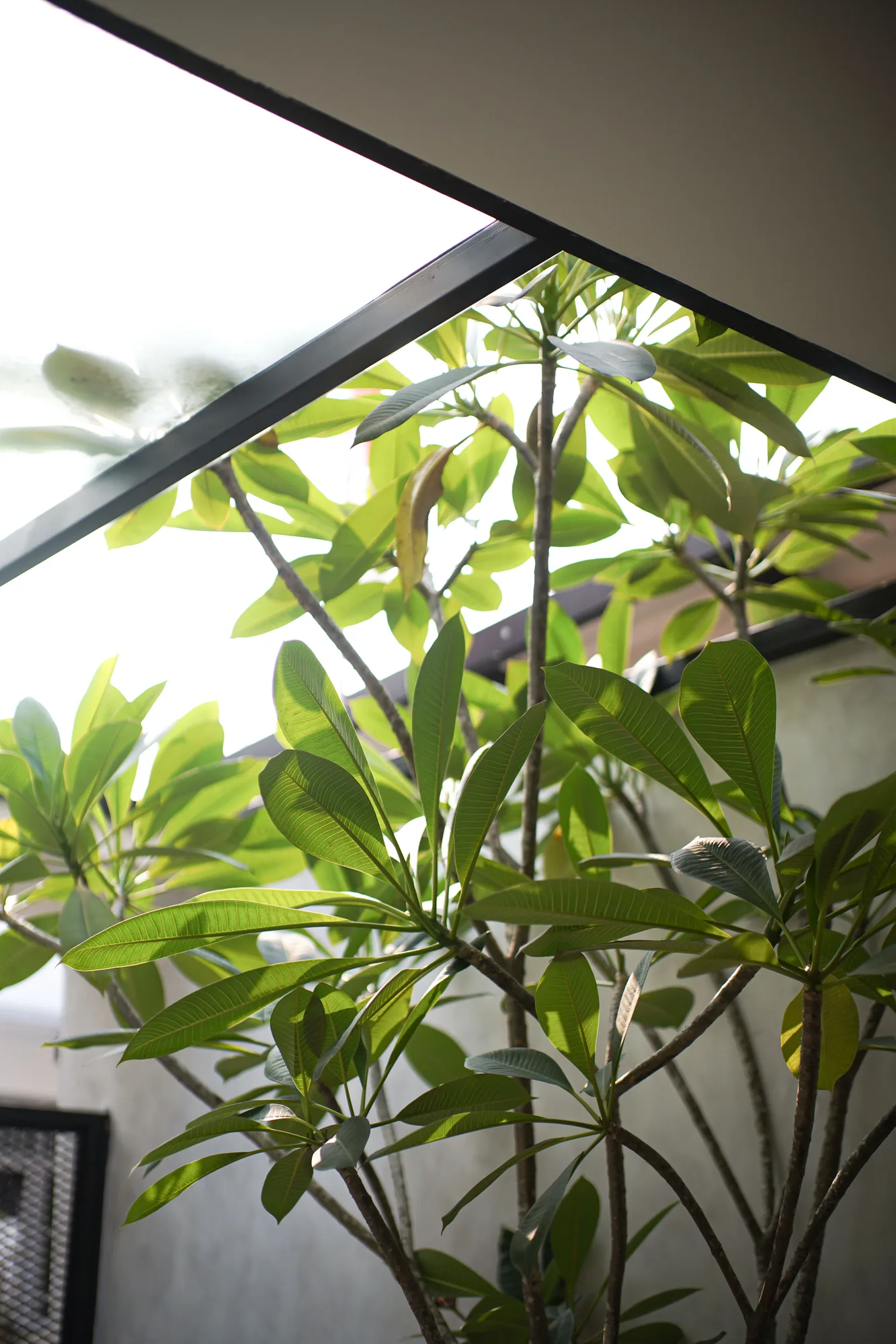 Frangipani leaves seen beneath the angled glass roof of the carport.